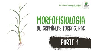 Prof Rafael Reis  Morfofisiologia de Gramíneas Forrageiras  Parte 1 [upl. by Narut]