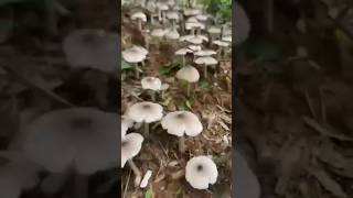 Mushroom💛 hero block video purulia bangla blog train [upl. by Sherie]