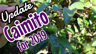 Caimito Star Apple Update [upl. by Lexie]