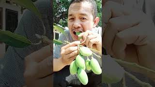 Mukbang mangga mentah eatsambel mukbang food sambel [upl. by Gomar]