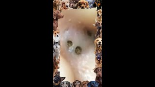 Blackhead Removal  25  Ear Blackhead  blackheads [upl. by Lrak599]