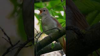 Three melodious nightingales The best bird song lovebirdsounds [upl. by Atilal855]