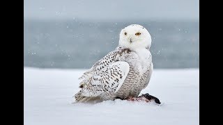 Owls of North America and their Calls [upl. by Alvira]