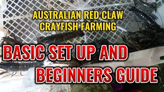 PAANO MAG SIMULA NG AUSTRALIAN RED CLAW CRAYFISH FARMING [upl. by Helga945]