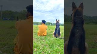 යාලුවෝ දෙන්නා 😍🥰 germanshepherd [upl. by Akinar]