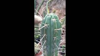 Pests A Thrips on a Trichocereus  Echinopsis and how to deal with it [upl. by Barna]