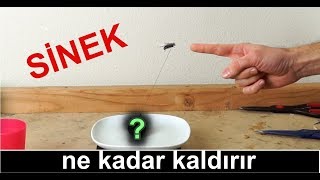 Sinekler En Fazla Kaç Kilo Kaldırabilir [upl. by Madalyn]