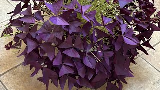 All about Oxalis Triangularis Plant Butterfly plant oxalistriangularis butterflyplant plants [upl. by Humfrid74]