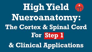 High Yield Neuroanatomy The Cortex amp Spinal Cord — For Step 1 and Clinical Applications [upl. by Nodnab]