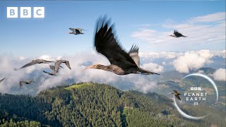 Teaching endangered ibis birds how to migrate  Planet Earth III  BBC [upl. by Hakceber814]