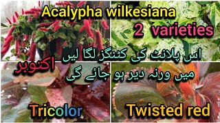 acalypha wilkesiana twisted red and tricolor2 varieties cuttings updateBloom with SI [upl. by Noir]