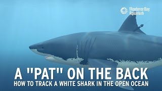 How to track a great white shark [upl. by Justus758]