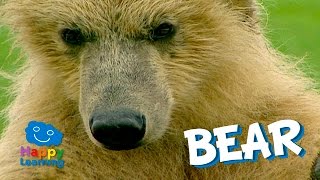 The Bear a very Cute Mammal  Video for Children [upl. by Humfrid]