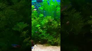 Neon and Rummynose Tetra in planted fish tank [upl. by Otrebla]