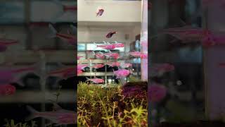 New glowing fish relaxingmusic bollywood music aquarium nature relaxingzenmusic hindisong [upl. by Fidela]