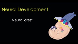 Nervous System Development Part 3 The Neural Crest [upl. by Greenebaum230]