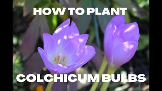 How to Plant Colchicum Bulbs [upl. by Madeline]