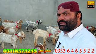 Pure Mukhi Cheini Prignat Goats Young Goat Farm Dera Ghazi Khan goat business [upl. by Kirby]