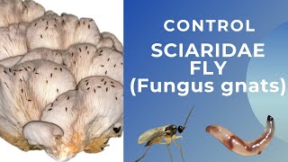 Solutions to Infected Mushrooms caused by Sciaridae fly [upl. by Petras]