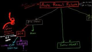 Pathophysiology of Acute Renal Failure [upl. by Ticknor685]