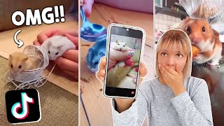 VUELVEN las reacciones a HAMSTER en TikTok😨¡NO PUEDO VER ESTO [upl. by Ahsitak]