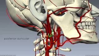 External Carotid Branches  3D Anatomy Tutorial [upl. by Ingold]