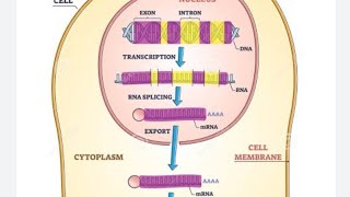 Gene expressionclass12NEETquick revision bio shots [upl. by Ehttam816]