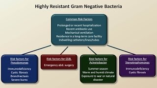 Antibiotics for Gram Negative Infections Antibiotics  Lecture 5 [upl. by Odraode752]