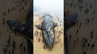 Most Dangerous whale fish in rip natureocean [upl. by Sup]