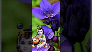 Krishna statusvideostatusadharam mathuramswasti mehulsongdivinewatsupcute krishnalove [upl. by Nylyram14]