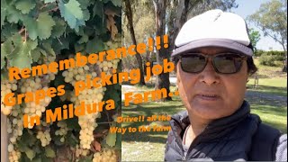 3rd part  Visit to grapes 🍇 farm Mildura  tibetanvlogger  Melbourne Australia [upl. by Norma630]