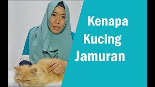 cat story 23  kenapa kucing jamuran dan cara mengobati kucing jamuran [upl. by Lambrecht]