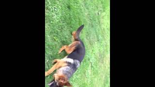 Berger allemand et doberman chocolat [upl. by Ecaroh]