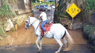 Colocando o cavalo Gaúcho pra atravessar um alagado [upl. by Willyt20]