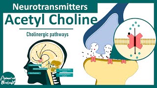 Neurotransmitters  Acetyl choline  Cholinergic pathways in the brain [upl. by Leizar]