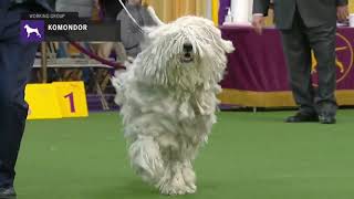 Komondor  Breed Judging 2019 [upl. by Ahsinawt]