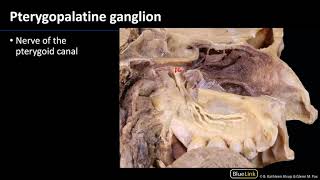 Pterygopalatine Fossa and Palate  Nerves [upl. by Letney]