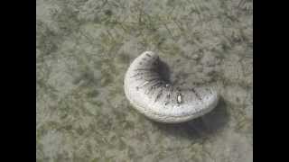 Oman sea cucumber Holothuria scabra in motion by Khalfan Al Rashdi [upl. by Hilar]