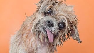 Adorable Wet Dogs You Can’t Get Enough Of [upl. by Ennaej204]