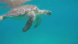 SNORKELING amp SWIMMING WITH WILD SEA TURTLE  Tintamarre island  St Maarten  SXM  Saint Martin [upl. by Frasch698]