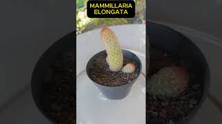 MAMMILLARIA ELONGATA Shorts 1499 plants succulents cactus [upl. by Willett683]