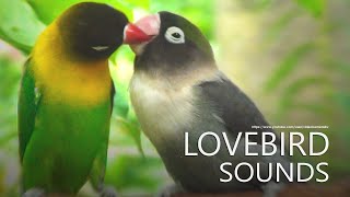 Lovebirds Sounds  Agapornis Personatus  Green and Black Personata [upl. by Yelroc]