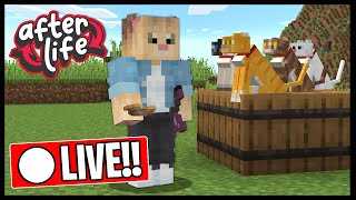 BUILDING A CAT ARMY  Minecraft Afterlife SMP [upl. by Bonar]