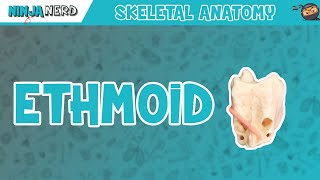 Ethmoid Bone Anatomy [upl. by Ynaffital975]