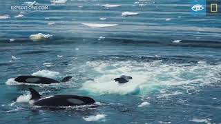 Wave Hunting Orcas Prey on Seal  Antarctica  Lindblad ExpeditionsNational Geographic [upl. by Thomas381]