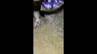 catching eels in chinese amazing eels [upl. by Annwahs]