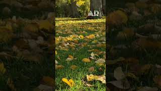 Islamic captionshortvideo viralshort viralvideo nature [upl. by Arand715]