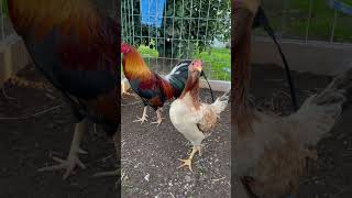 Cecil Davis Kelso gamefowl gamefowls gallos gallosdecombate [upl. by Leonelle]