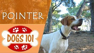 Dogs 101  POINTER  Top Dog Facts About the POINTER [upl. by Buroker692]