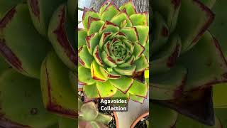 Agavoides collectionagavoides [upl. by Knute]